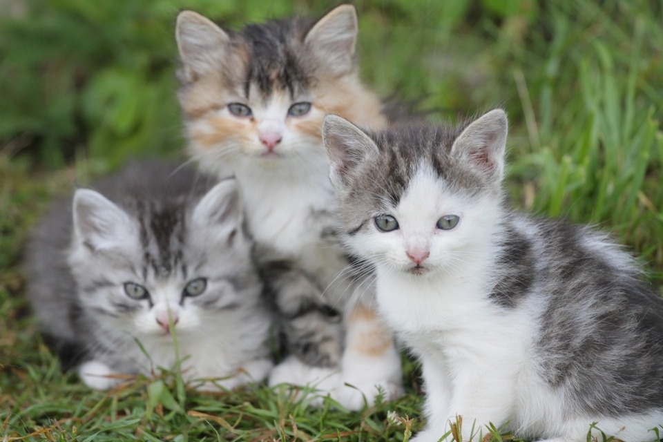 Температурный рекорд 14-летней давности побит в Пскове