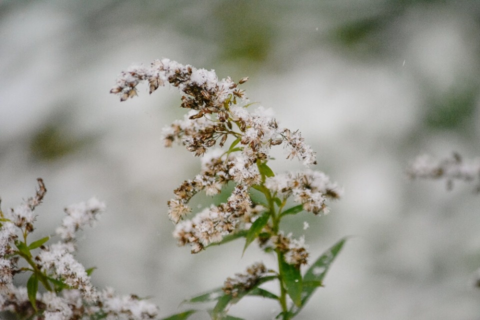 В Псковскую область на несколько дней вернется мокрый снег