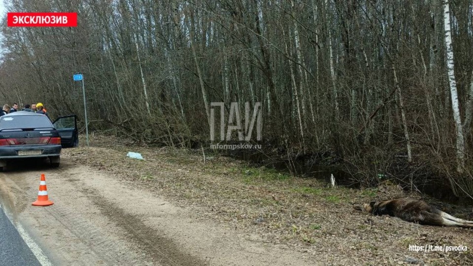 Отец и дочь пострадали в результате ДТП с лосем в Гдовском районе 