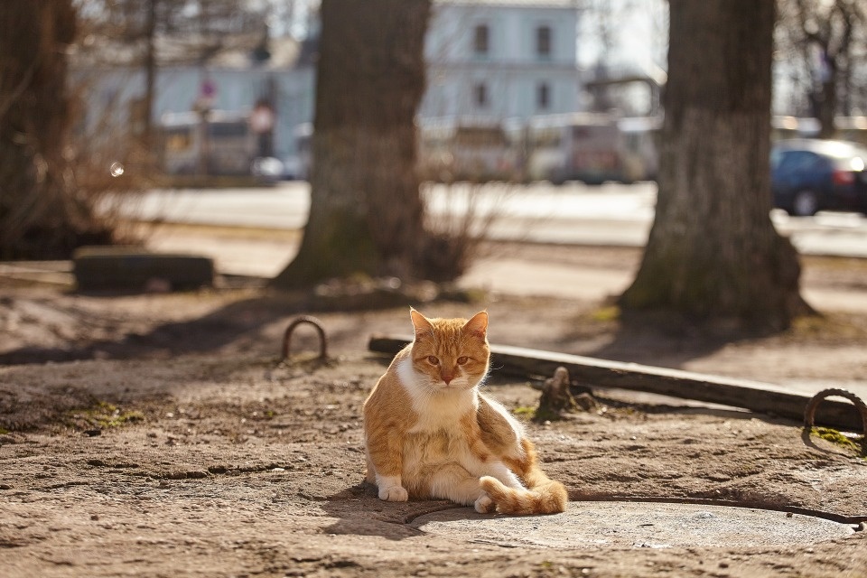 До +22 градусов ожидается в Псковской области 9 апреля