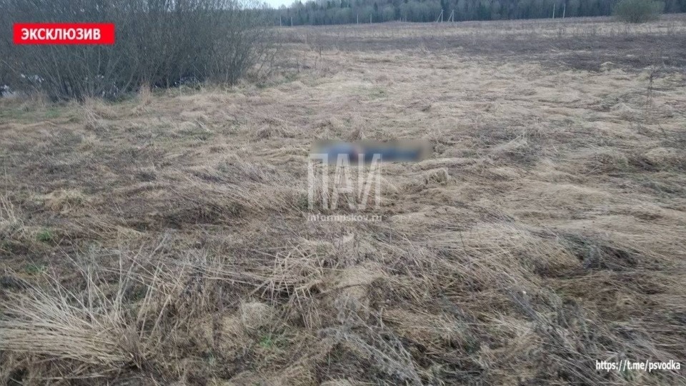 Эксперты установили пол человека, чьи останки нашли в поле в Куньинском районе 