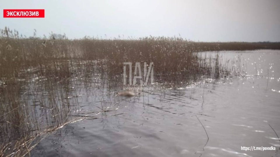 В Псковском озере обнаружили тело мужчины