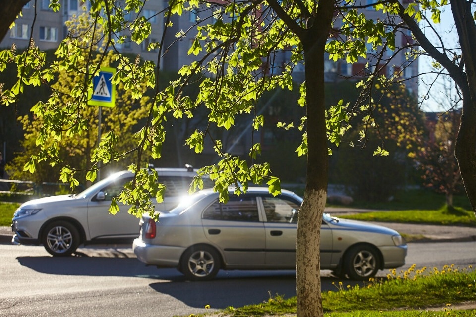 До +15 градусов и без осадков ожидают жителей Псковской области 11 апреля