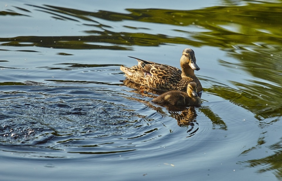 До +11 градусов прогреется воздух в Псковской области 18 апреля