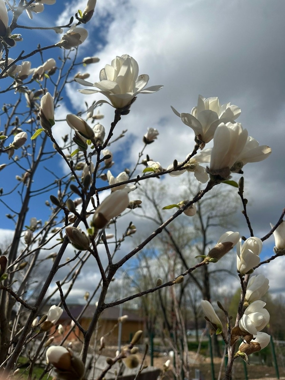 Магнолии зацвели в Печорах