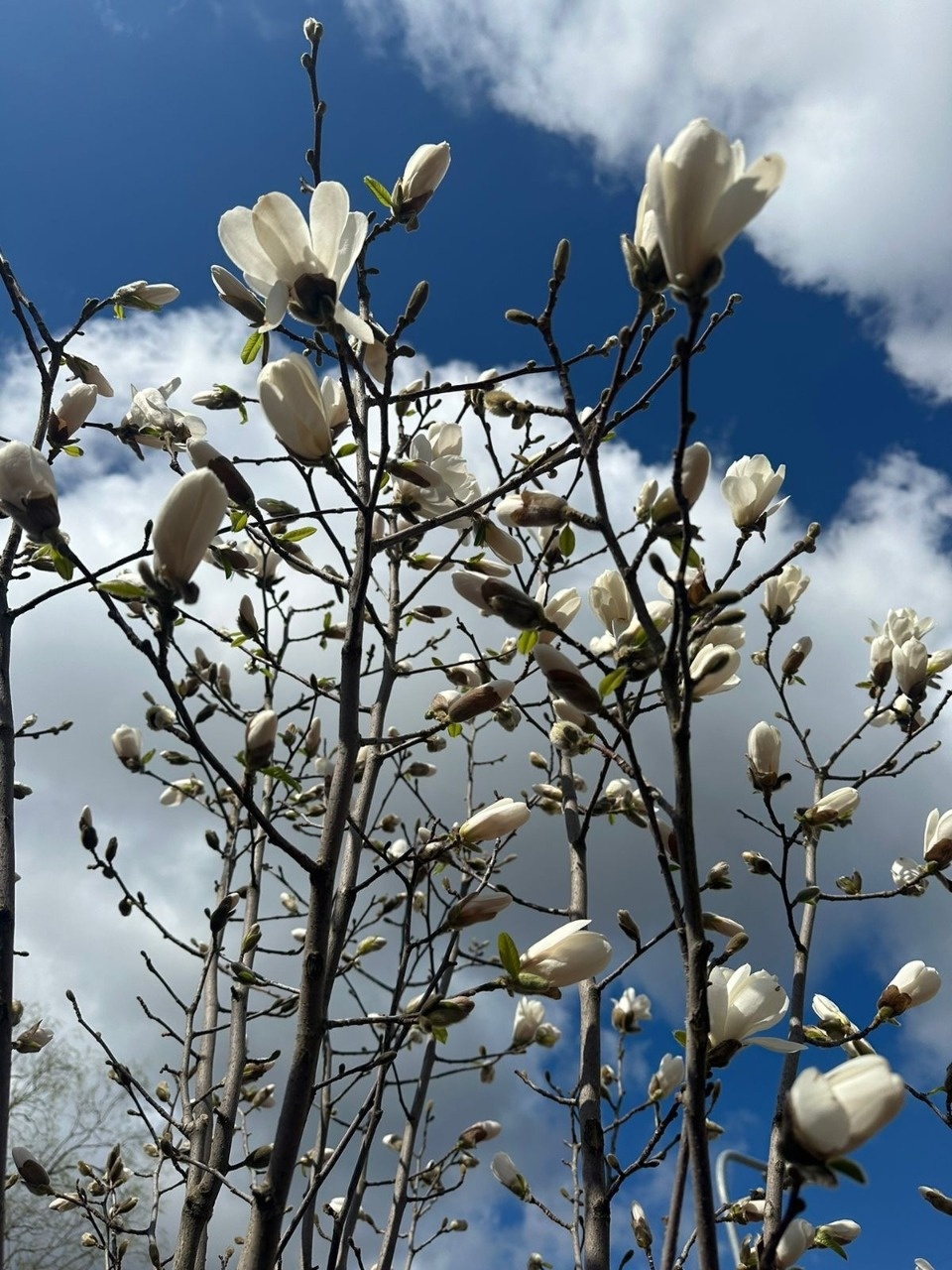 Магнолии зацвели в Печорах