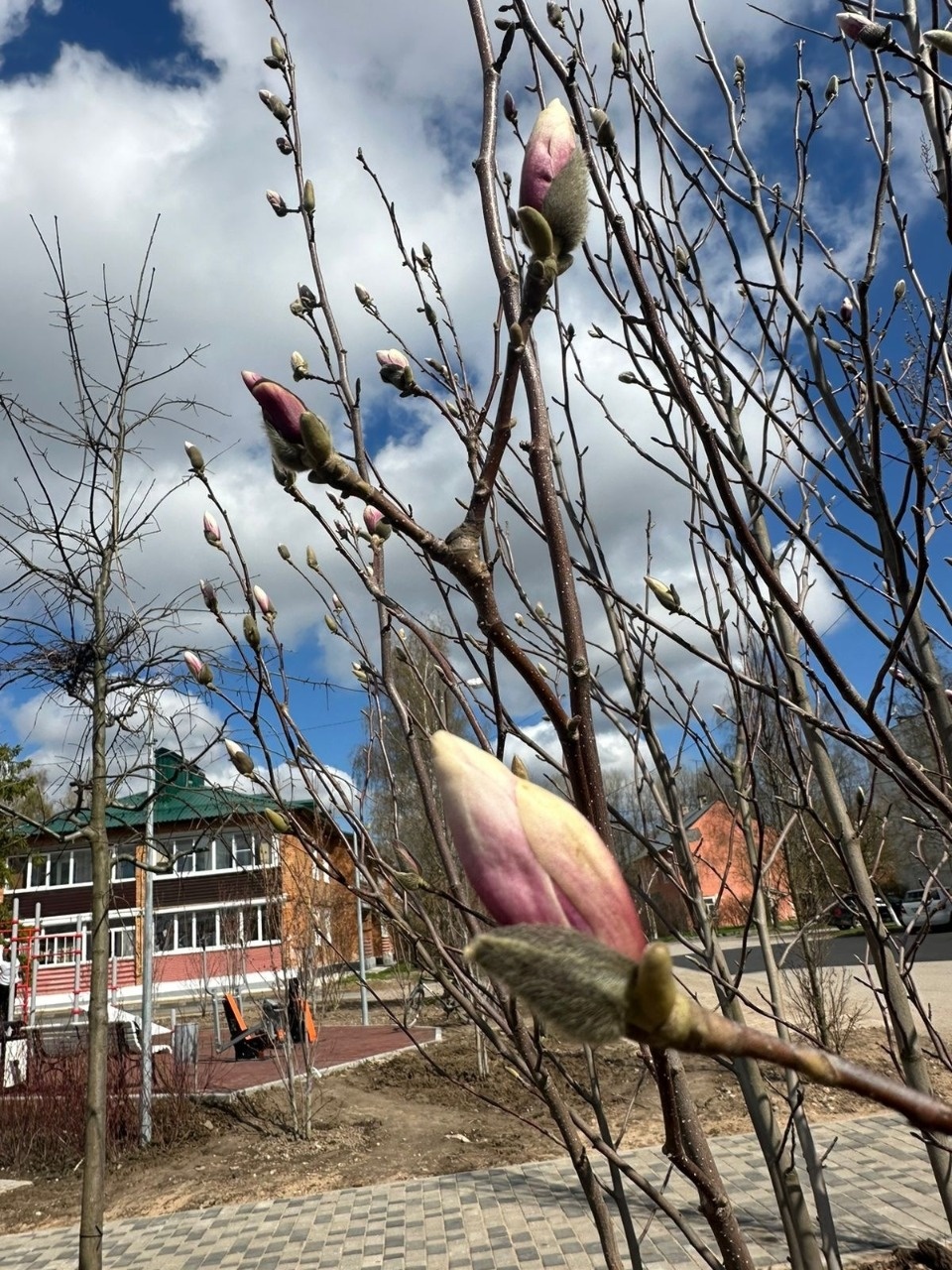 Магнолии зацвели в Печорах