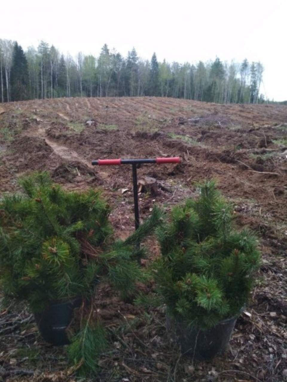 Работы по лесовосстановлению в Псковской области запланированы на 5,6 тыс. гектаров