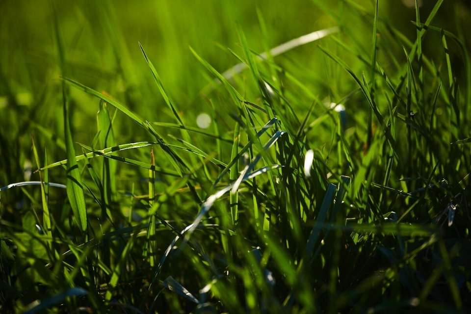 До +17 градусов прогреется воздух в Псковской области 27 апреля