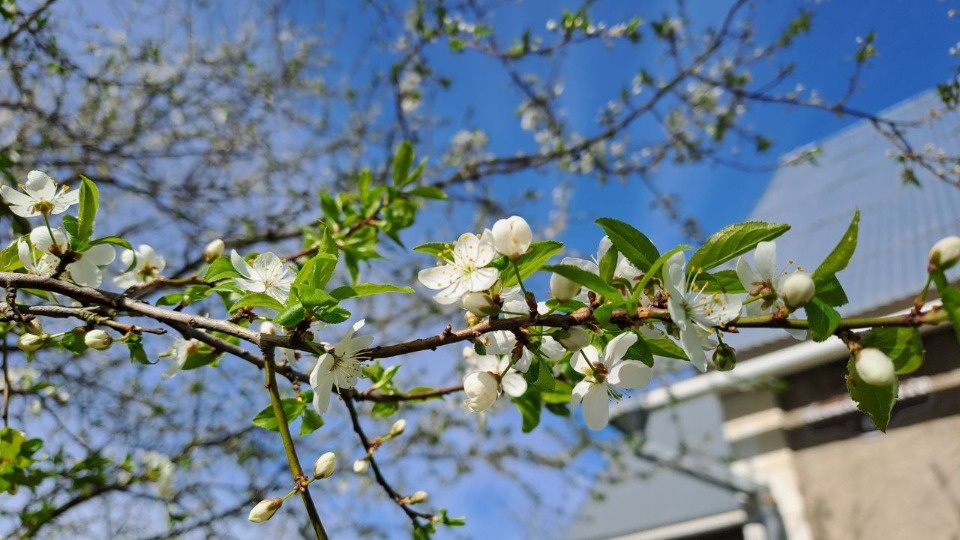 До 21 градуса прогреется воздух в Псковской области 1 мая
