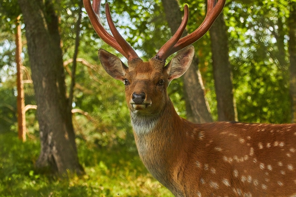 До +19 градусов ожидается в Псковской области 2 мая