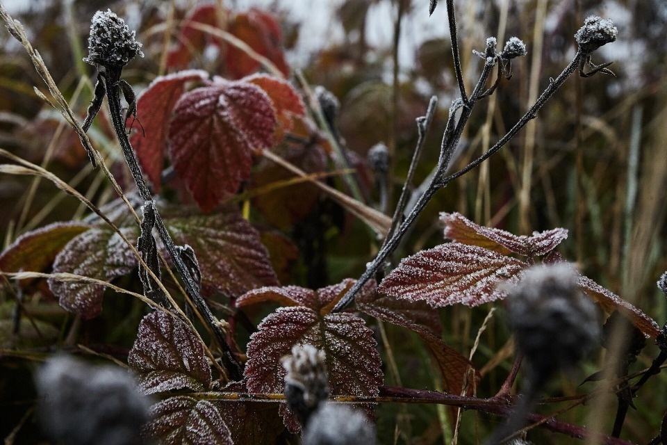 В Пскове побит температурный рекорд 71-летней давности