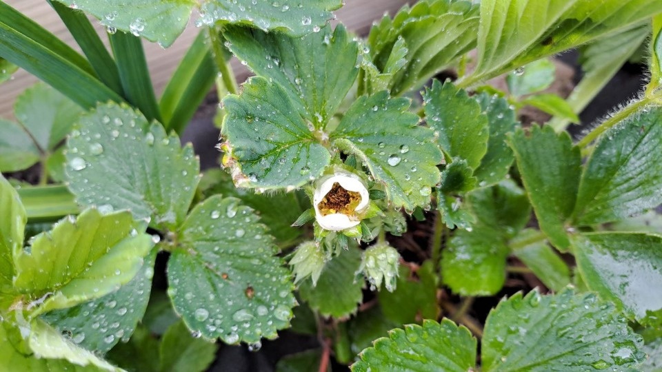Небольшой дождь и до 13 градусов тепла прогнозируется в Псковской области 10 мая