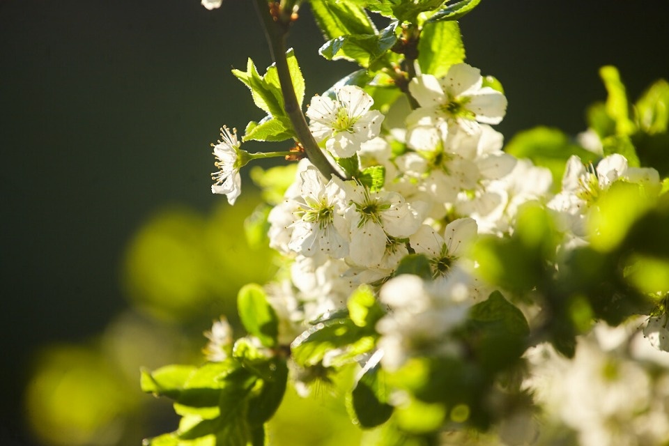 До +19 градусов ожидается в Псковской области 13 мая