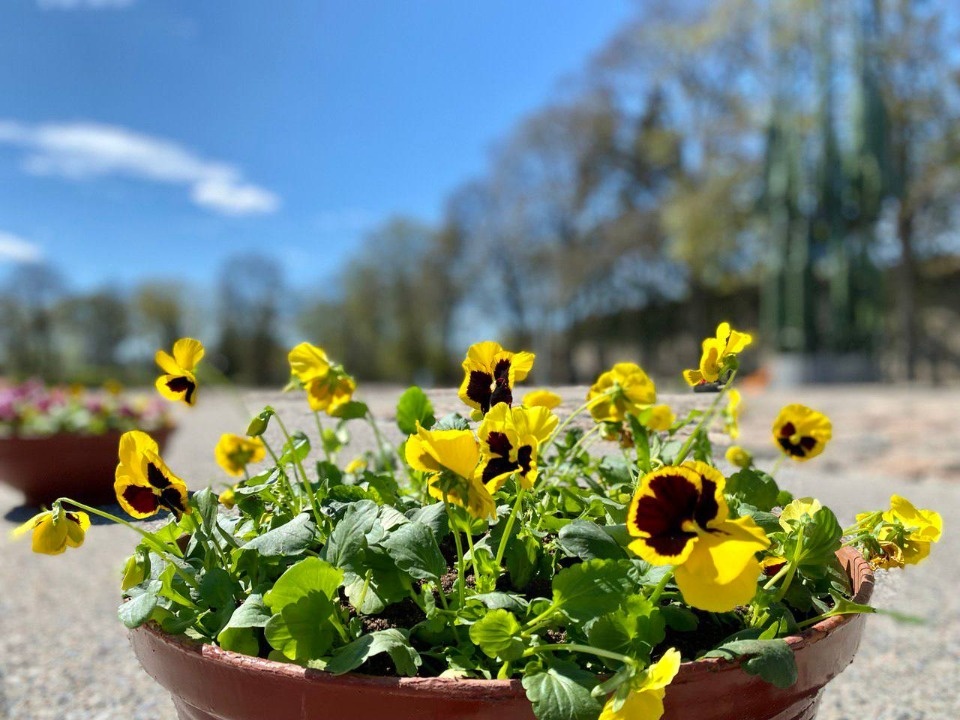 144 тысячи летних растений высадят в Пскове