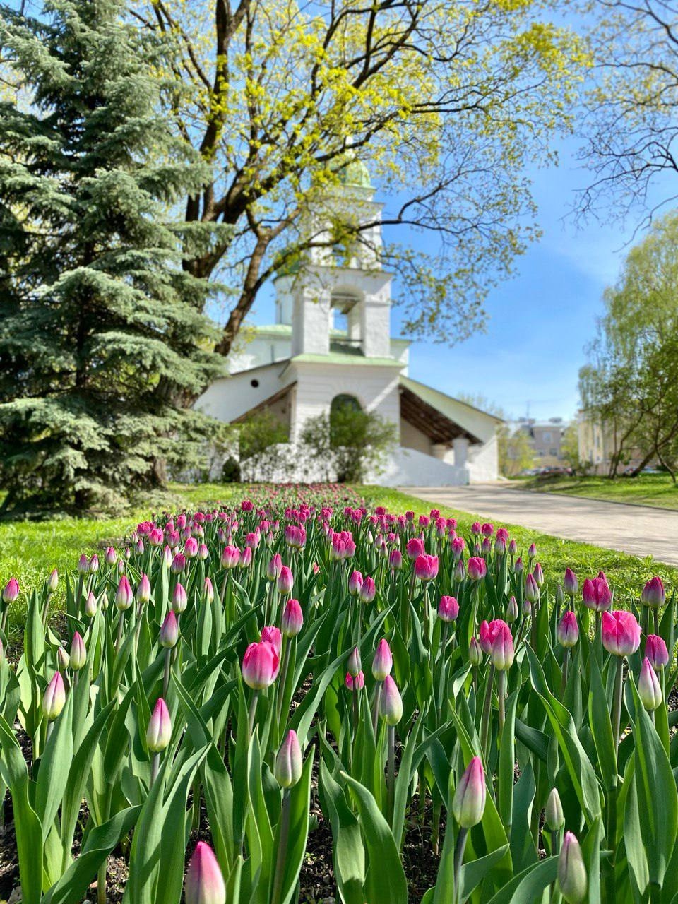 144 тысячи летних растений высадят в Пскове