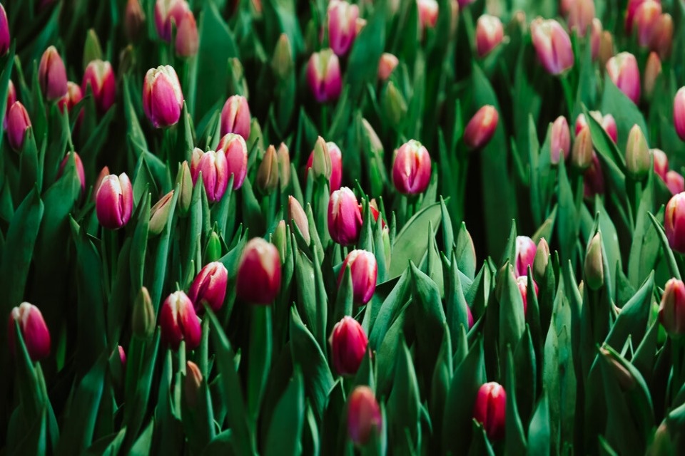 До 22 градусов тепла ожидается в Псковской области 14 мая