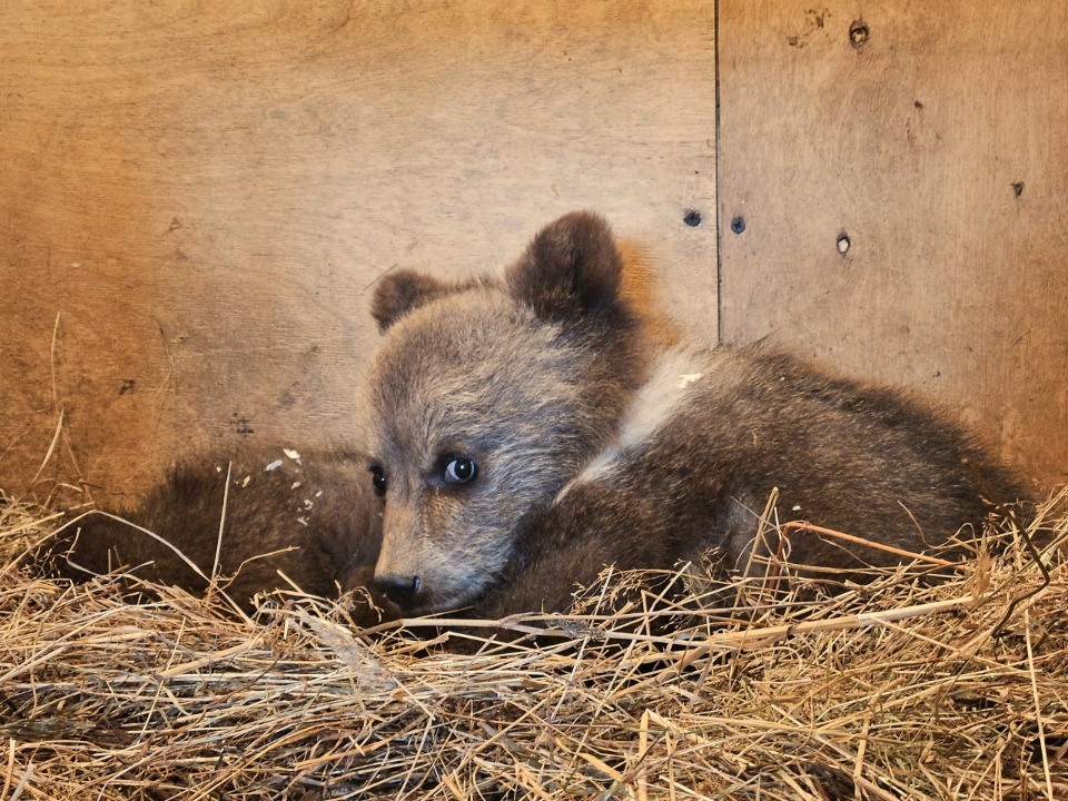 Еще два медвежонка-сироты из Псковской области поступили в тверской Центр спасения