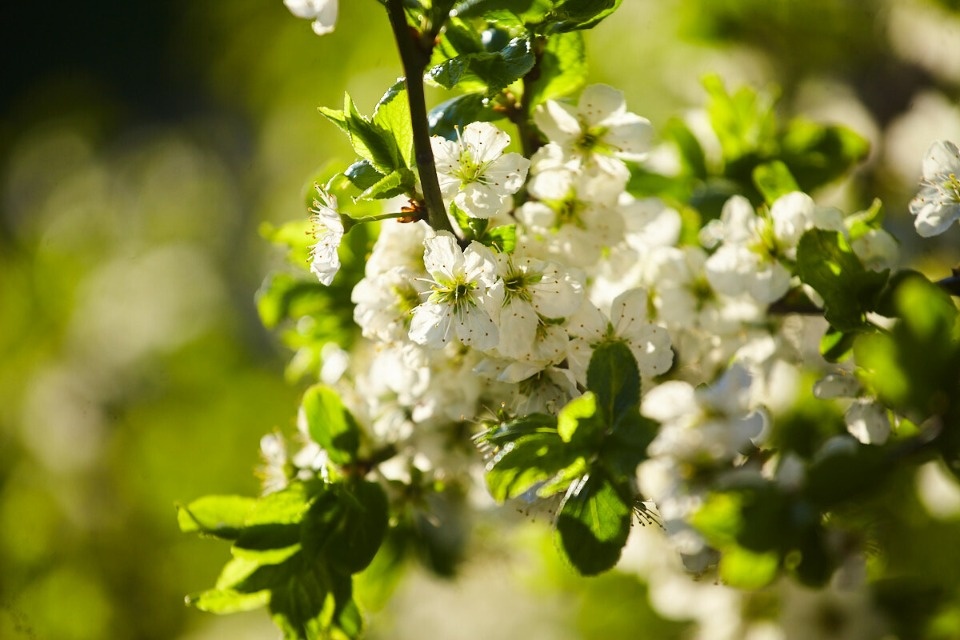 До +25 градусов прогнозируется в Псковской области 21 мая