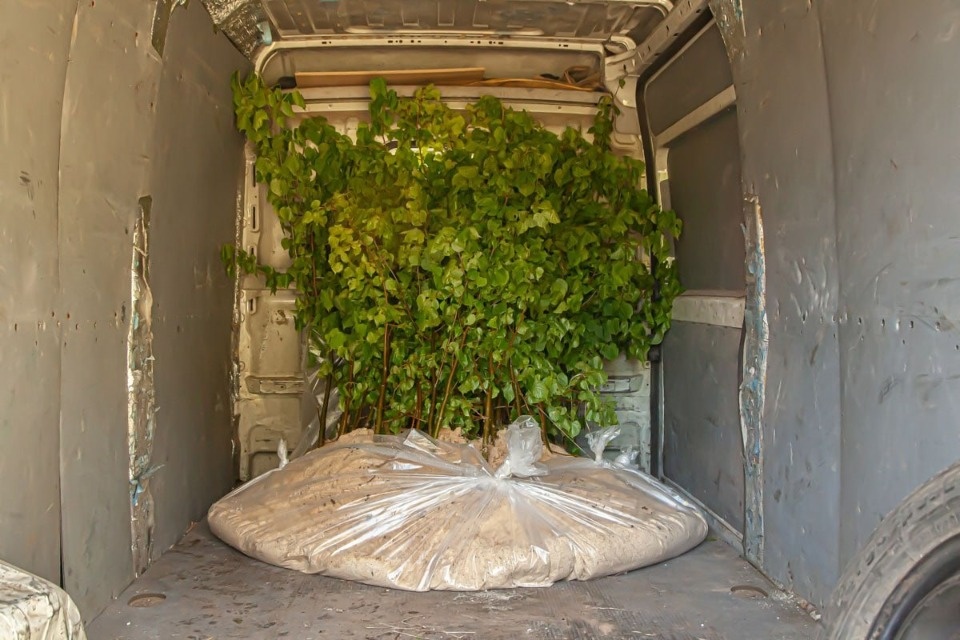 Липовые деревца из «Михайловского» отправились в парк «Полотняного завода» в Калуге