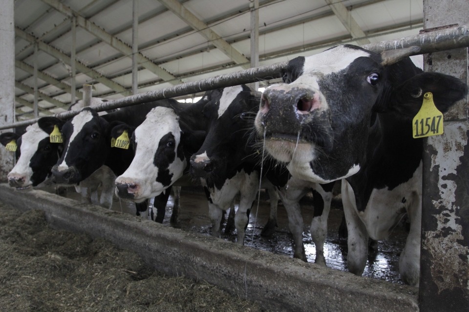 Производство сельхозпродукции в Псковской области с начала года выросло почти на 22%