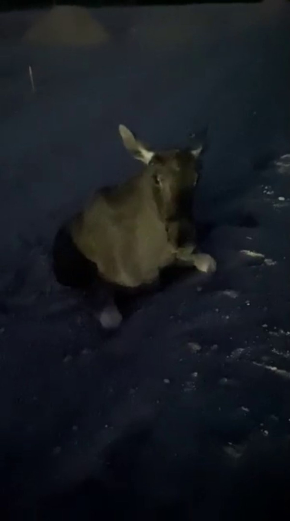 Следовавшая в Псков маршрутка сбила в лося в Ленинградской области Следовавшая в Псков маршрутка сбила в лося в Ленинградской области