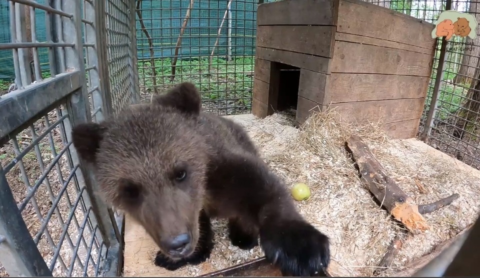 Медвежонку из Псковской области дали имя в тверском Центре спасения