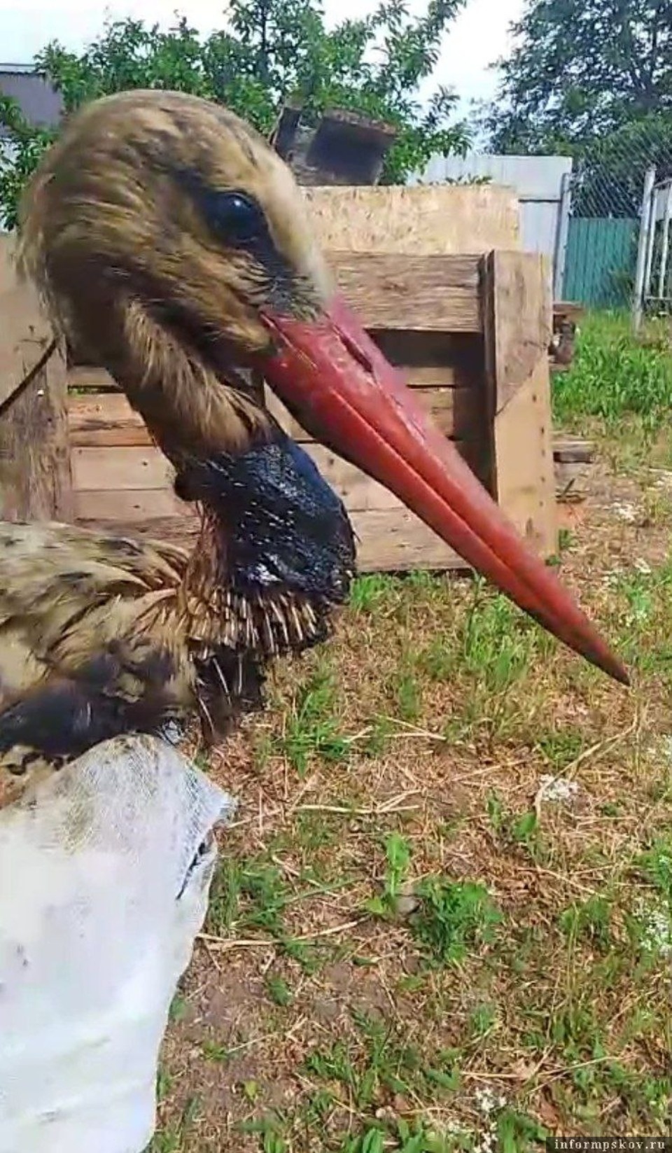 В Псковской области умер угодивший в креозот аист