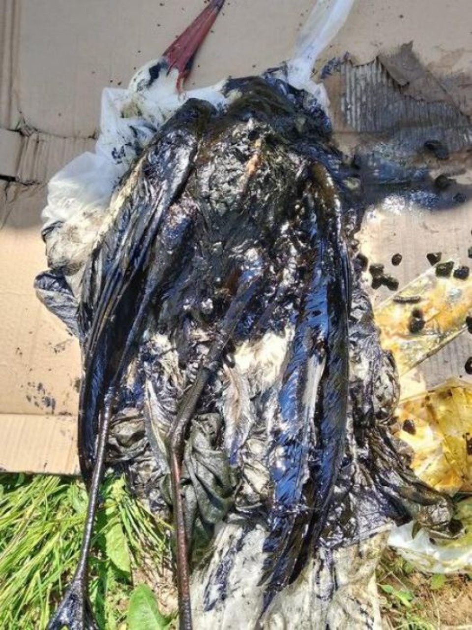 В Псковской области умер угодивший в креозот аист