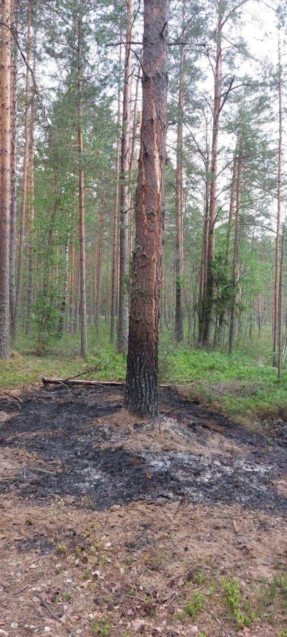 В Печорском районе из-за сухой грозы произошел лесной пожар В Печорском районе из-за сухой грозы произошел лесной пожар