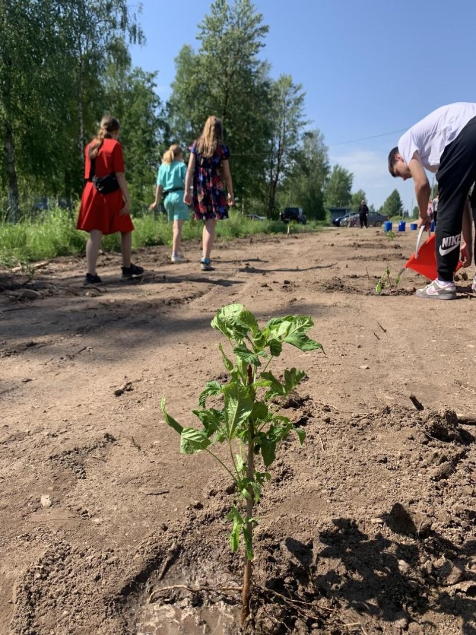 В Псковском районе высадили аллею шаровидной ивы и две аллеи каштанов