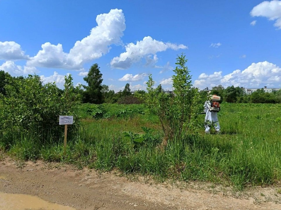 В Пскове от борщевика планируют обработать свыше 160 гектаров земли В Пскове от борщевика планируют обработать свыше 160 гектаров земли