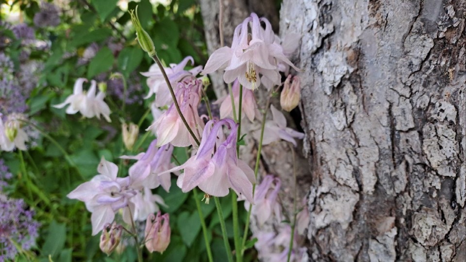 До 22 градусов тепла ожидается в Псковской области 9 июня