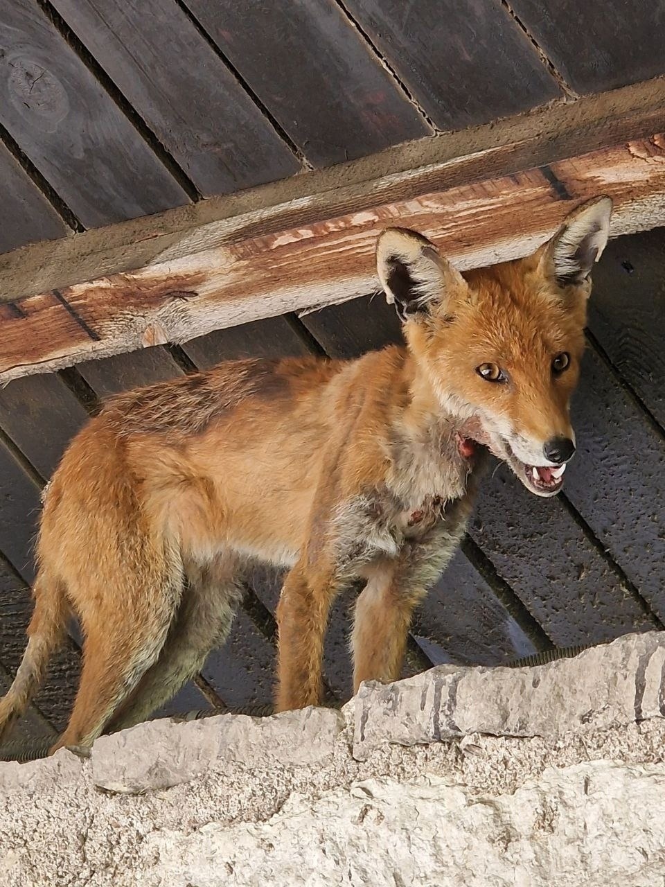 Лиса поймали в Псковском кремле Лиса поймали в Псковском кремле