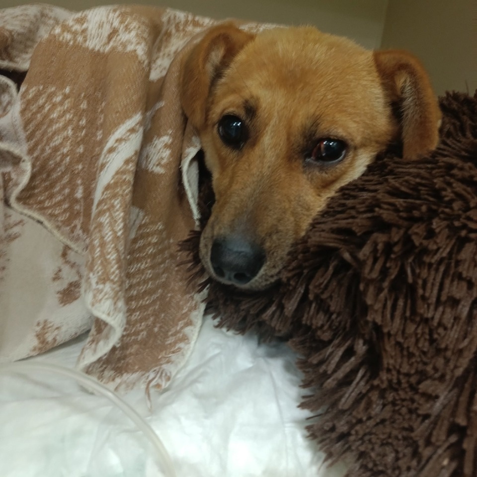  Возбуждено уголовное дело по факту избиения собаки в Порховском районе 