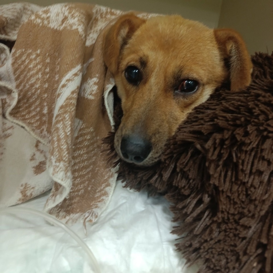 Состояние щенка, жестоко избитого живодерами под Псковом, заметно улучшилось