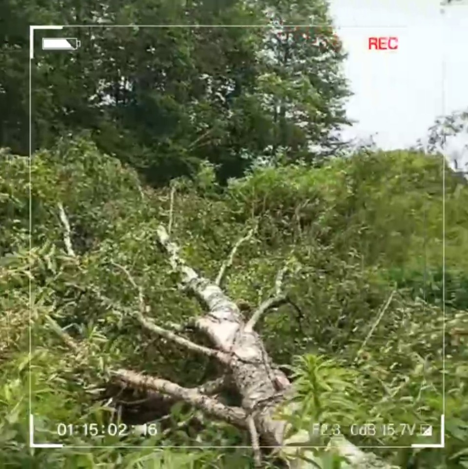 65 бригад энергетиков работают над восстановлением электроснабжения в Псковской области после урагана