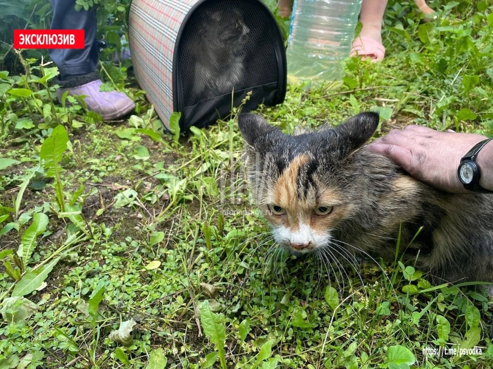 В Острове пожарные спасли из горящей квартиры двух котов В Острове пожарные спасли из горящей квартиры двух котов