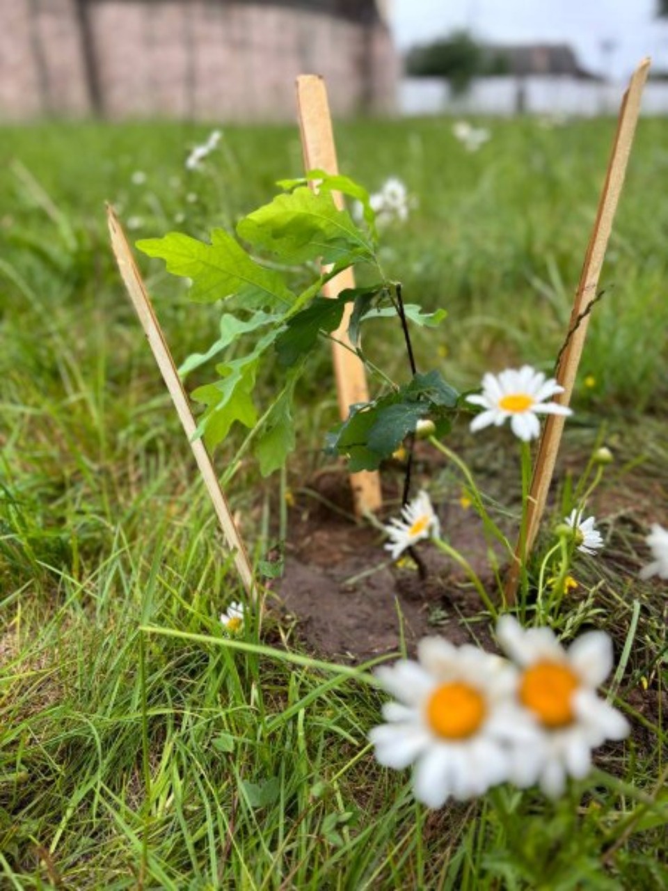 В Псковской области высадили саженец белгородского дуба