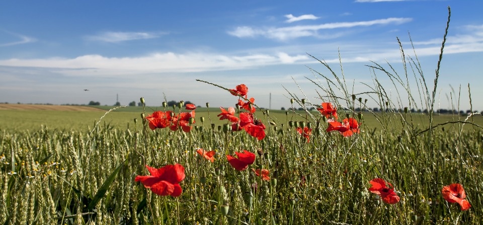 До +25 градусов прогреется воздух в Псковской области 24 июня До +25 градусов прогреется воздух в Псковской области 24 июня
