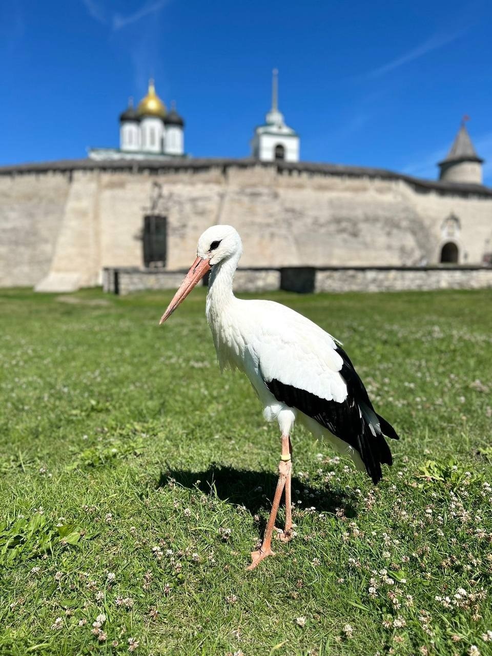 Белый аист побывал в Псковском кремле 