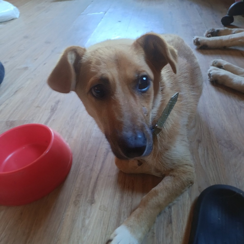  Собака, избитая живодёрами в Порховском районе, отправляется в новый дом 