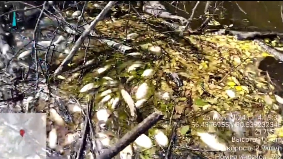 Прокуратура проводит проверку по факту выявления массовой гибели рыбы в Великолукском районе