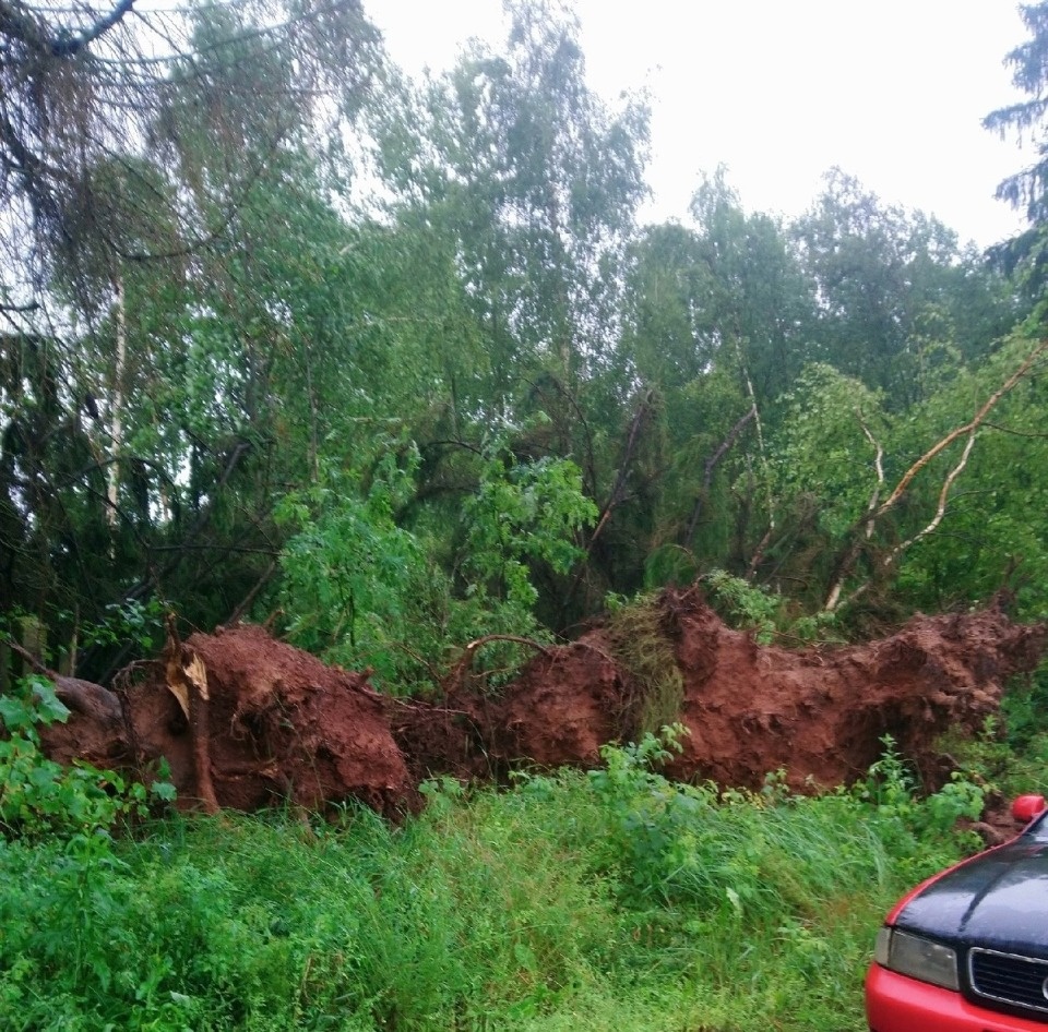 Ветер повалил деревья и оборвал провода на юге Псковской области 