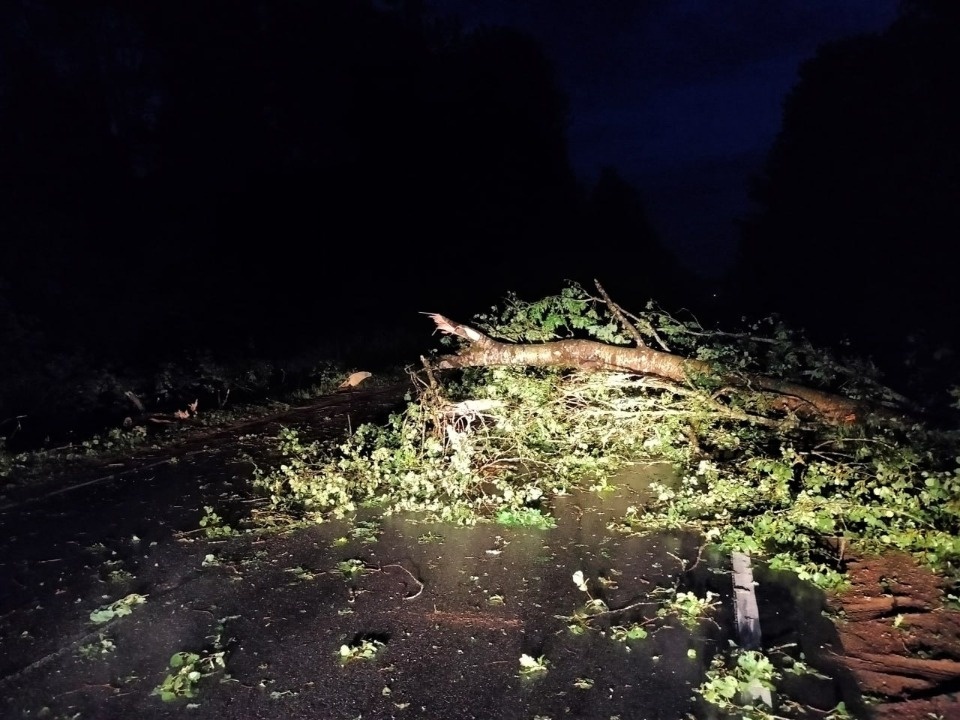 Ветер повалил деревья и оборвал провода на юге Псковской области 