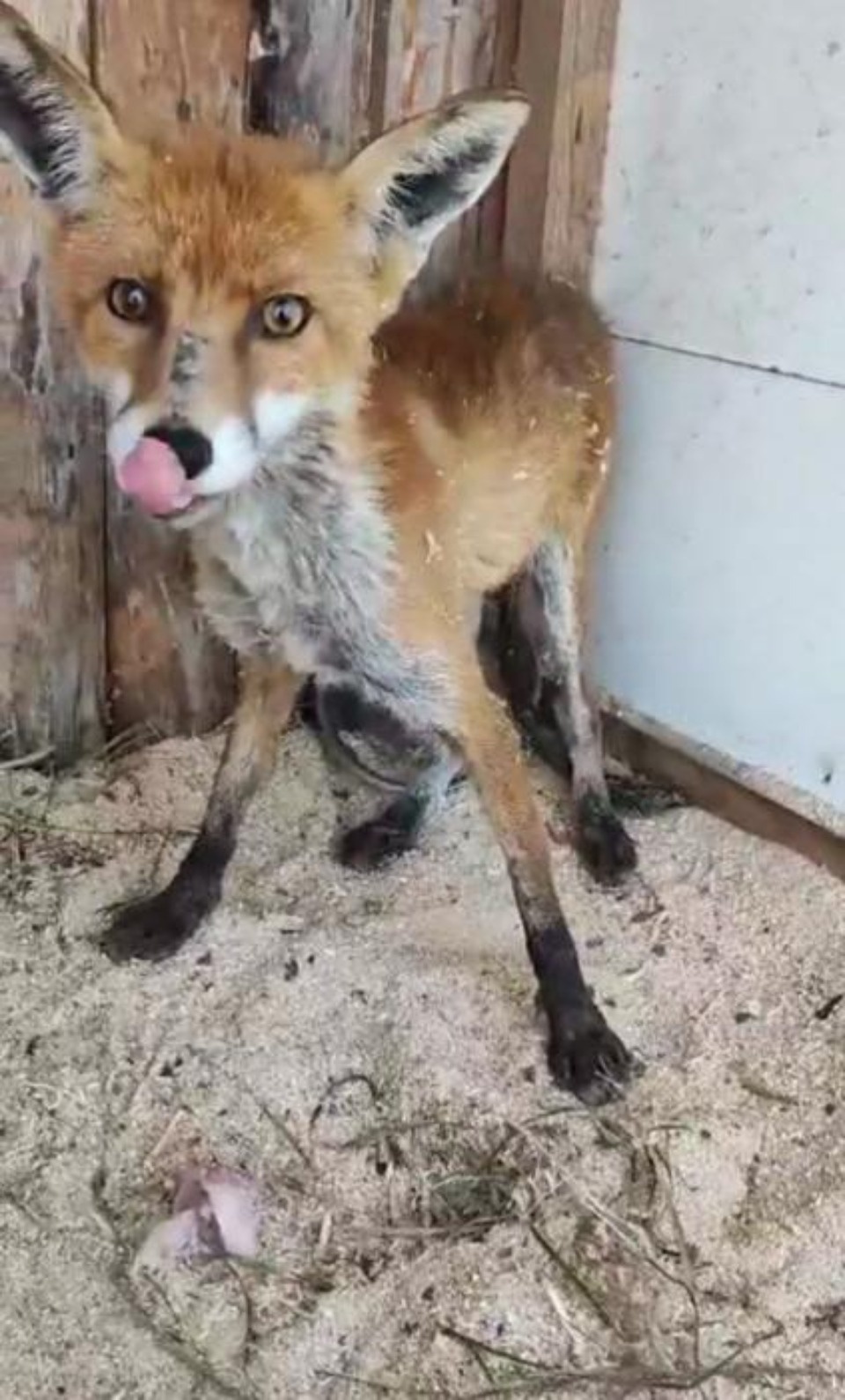 Зоозащитники рассказали о судьбе пойманного в Псковском кремле лиса 