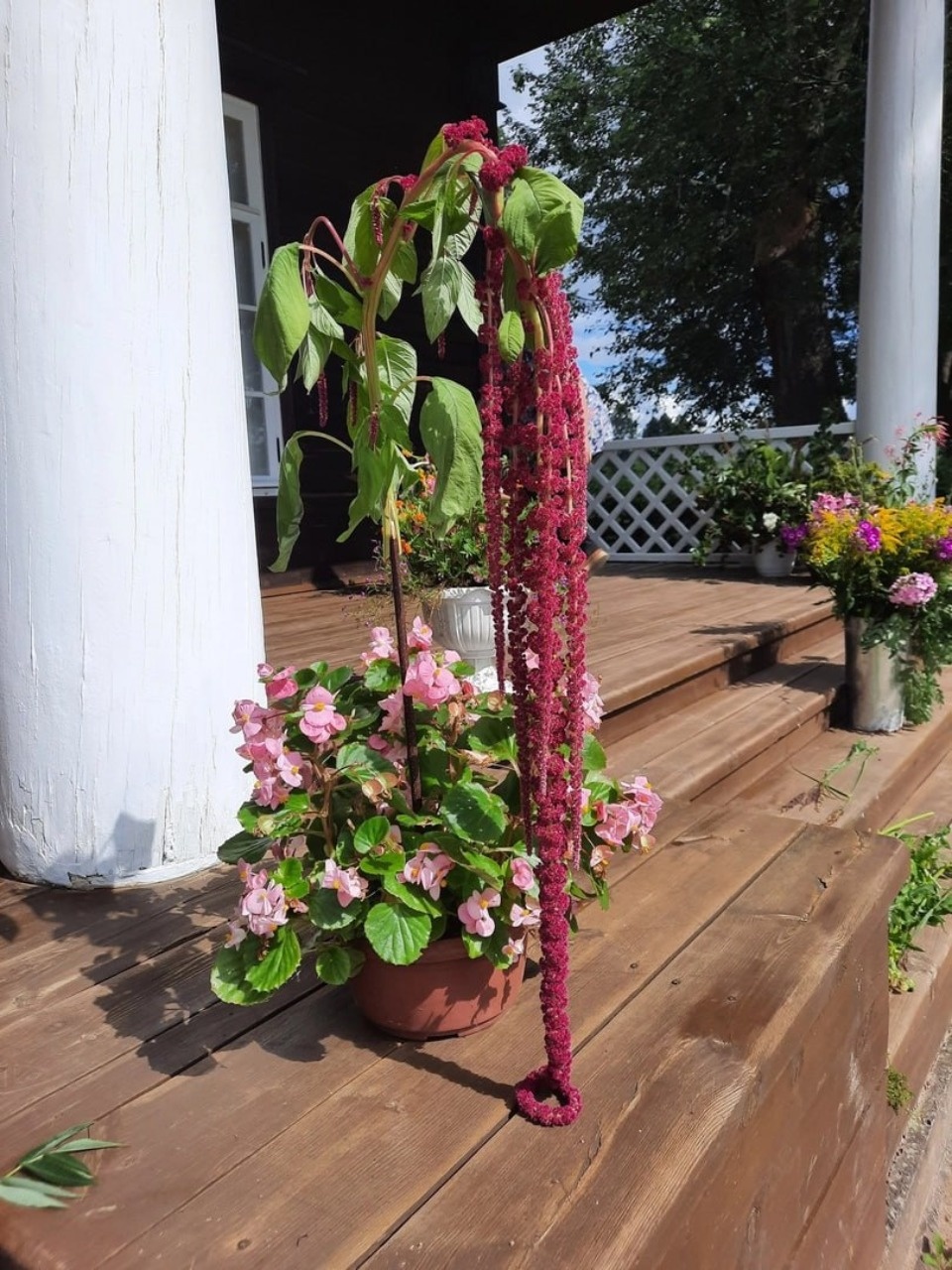 В музее-усадьбе «Тригорское» организовали посвященную Ольгиному дню цветочную фотозону