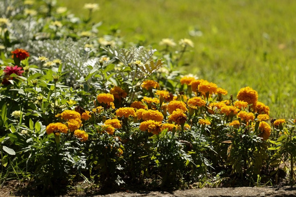 До +27 градусов прогреется воздух в Псковской области 8 августа