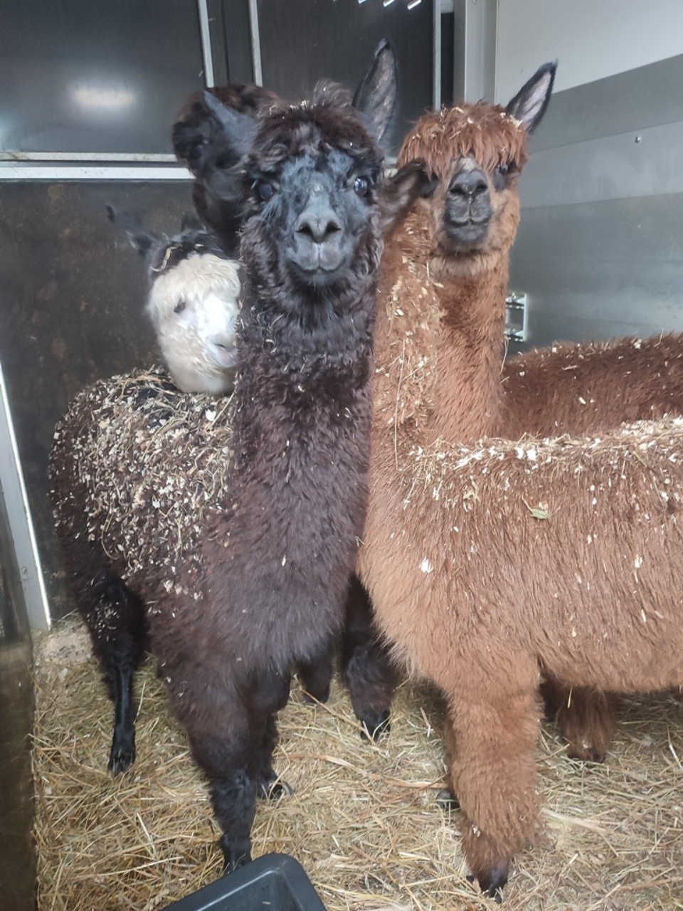 В Россию через госграницу в Псковской области ввезли десять альпак из Латвии