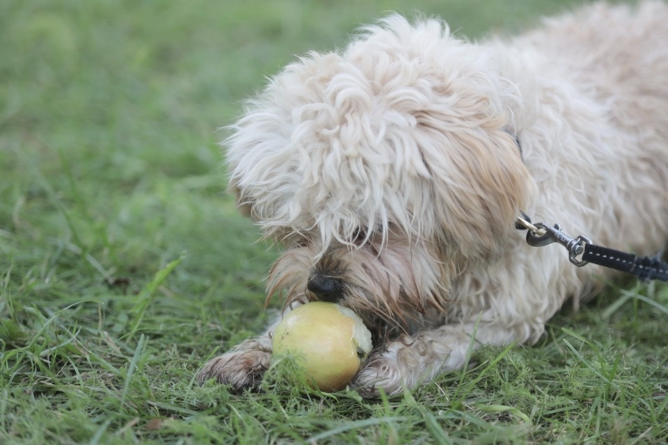 Ярмарка «Лешуга» в Пскове